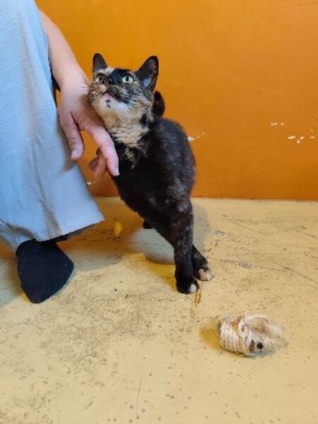 Adopter Noisette