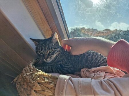 Adopter Noroit