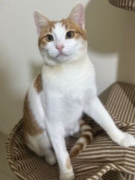 Adopter Noula