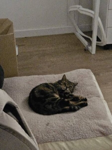 Adopter Elise