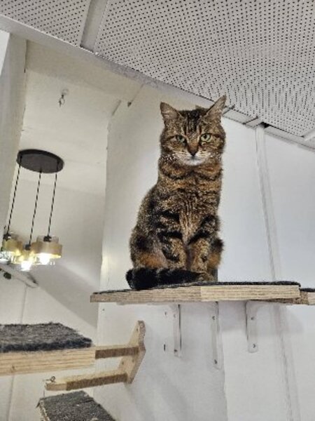 Adopter Elise