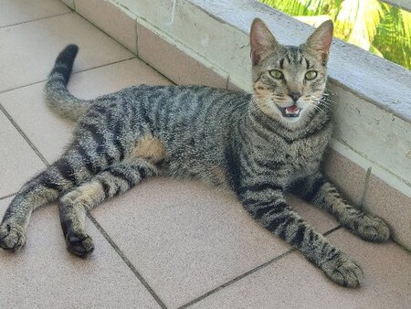 Adopter Numa