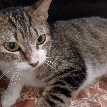Adopter Nymeria