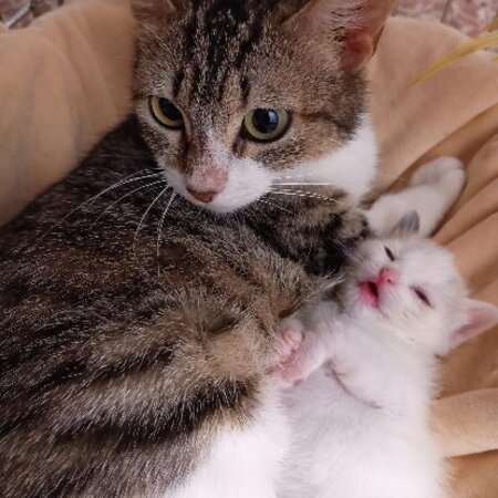 Adopter Nymeria