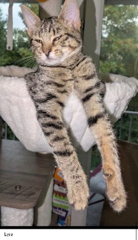 Adopter Nyx adonis lyra et crystal