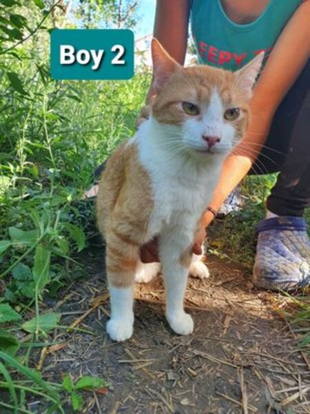 Adopter O'malley