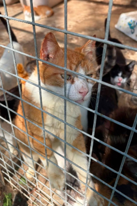 Adopter O'malley