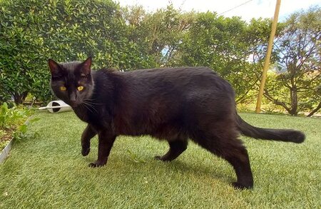 Adopter O'malley