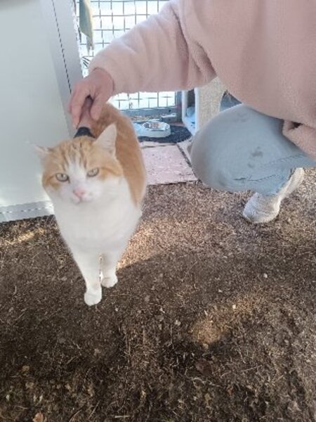 Adopter Oasis
