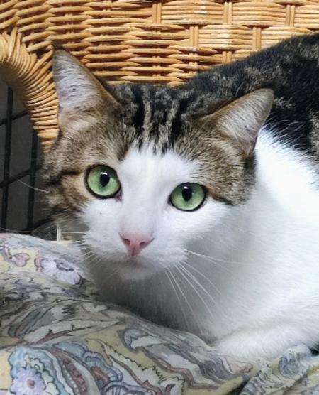 Adopter Ocean