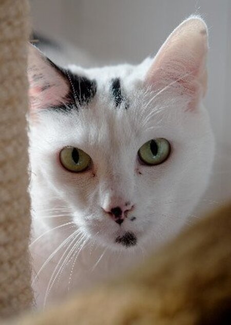 Adopter Oggy