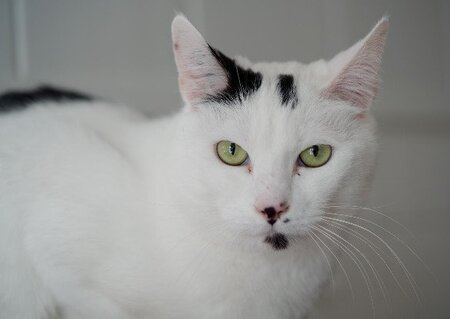 Adopter Oggy