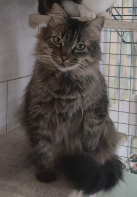 Adopter Ohayo