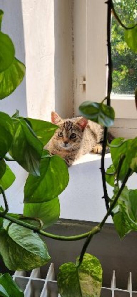 Adopter Okaïdo