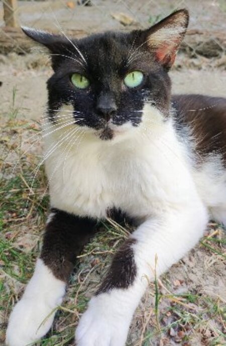 Adopter Okapi