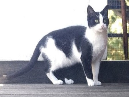 Adopter Olaf