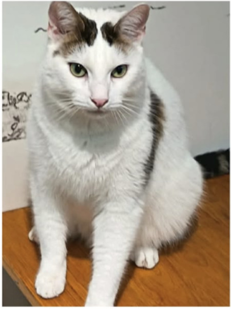 Adopter Olaf