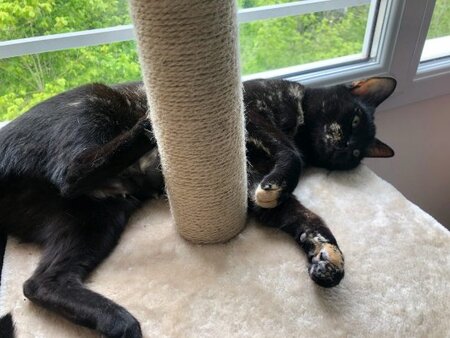 Adopter Olie