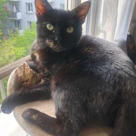 Adopter Olie