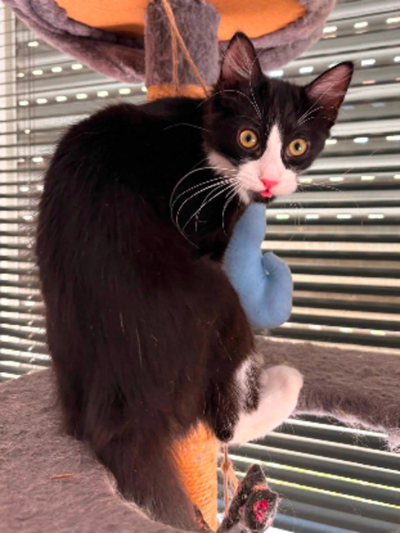 Adopter Olive
