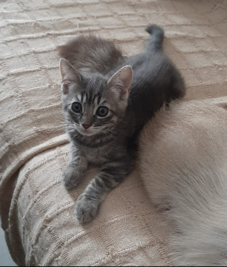 Adopter Olive