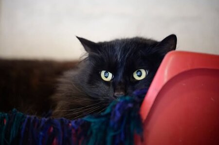 Adopter Oliver