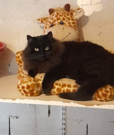 Adopter Oliver