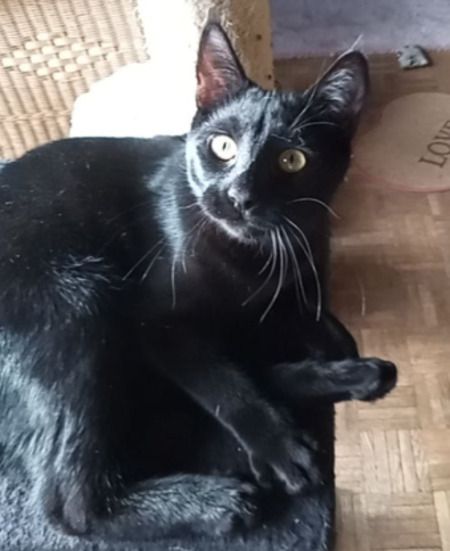 Adopter Olivier