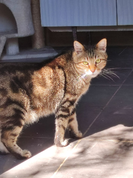 Adopter Omer