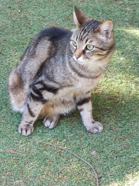 Adopter Omer
