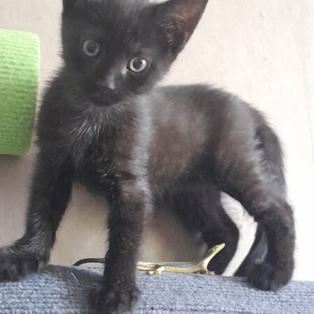 Adopter Onyx
