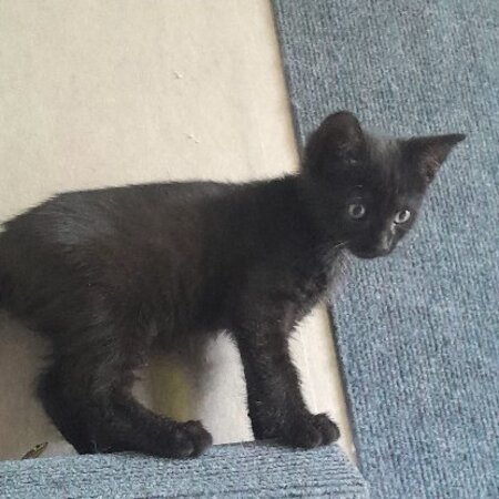 Adopter Onyx