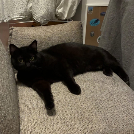 Adopter Onyx