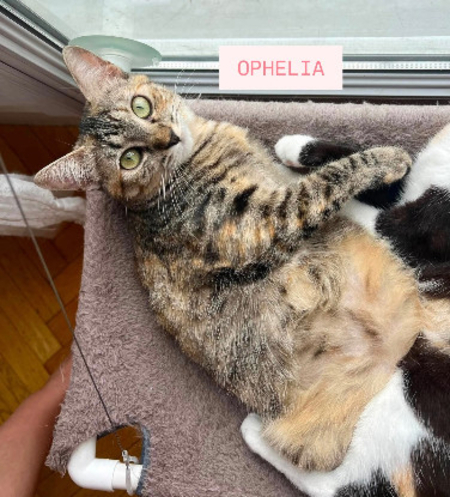 Adopter Ophélia