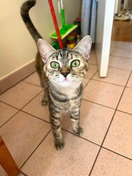 Adopter Ophélia
