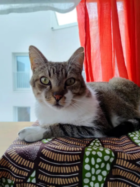 Adopter Ophélio