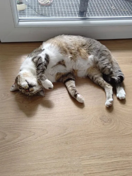 Adopter Ophélio