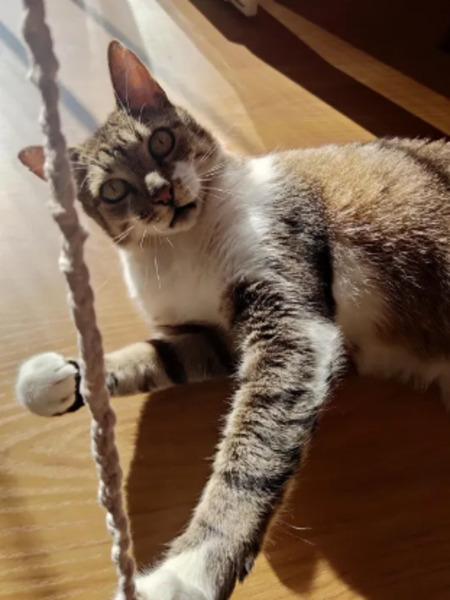 Adopter Ophélio