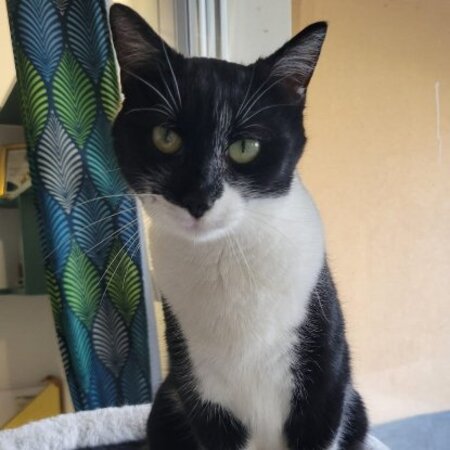 Adopter Oréa