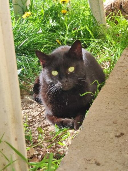 Adopter Orea