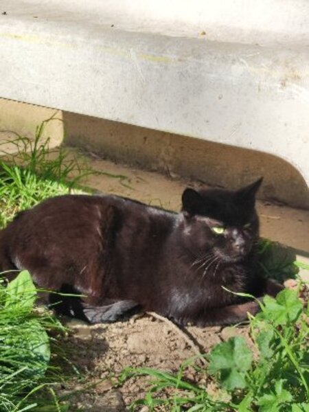 Adopter Orea