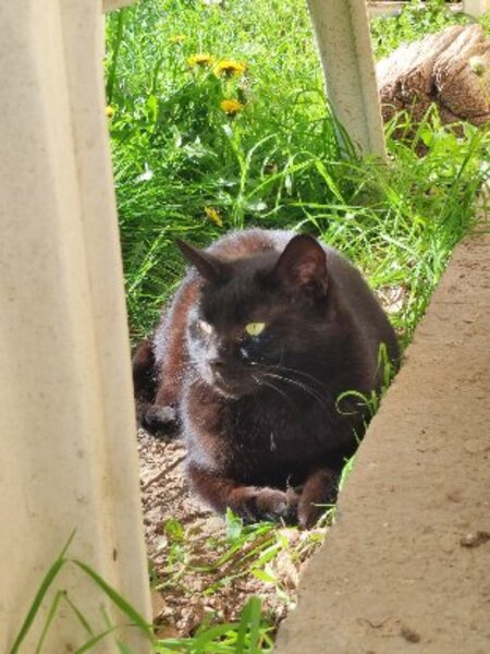 Adopter Orea