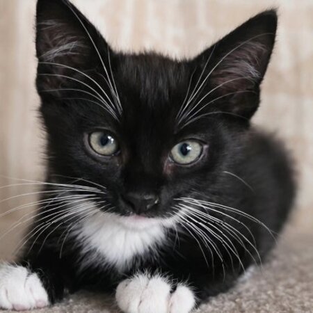 Adopter Oreo
