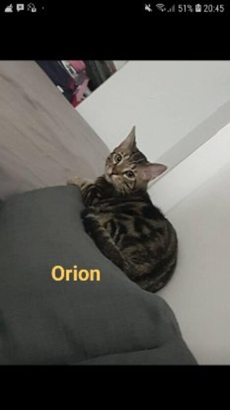 Adopter Orion