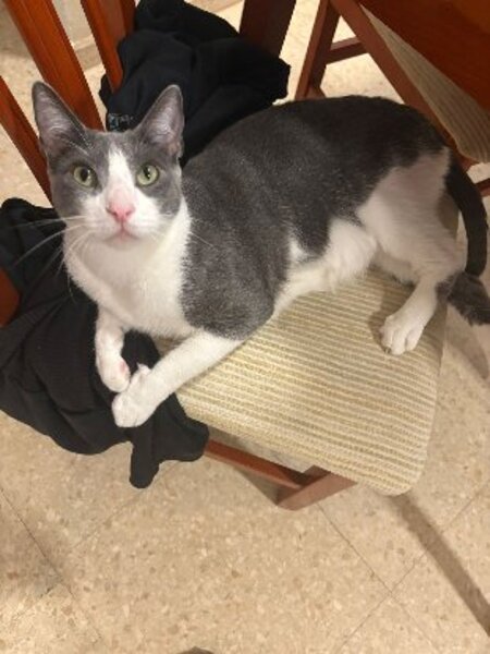 Adopter Orion