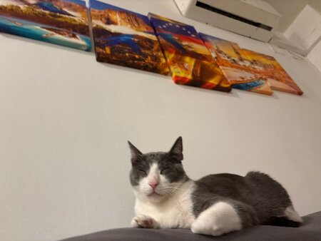 Adopter Orion