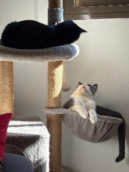 Adopter Orion