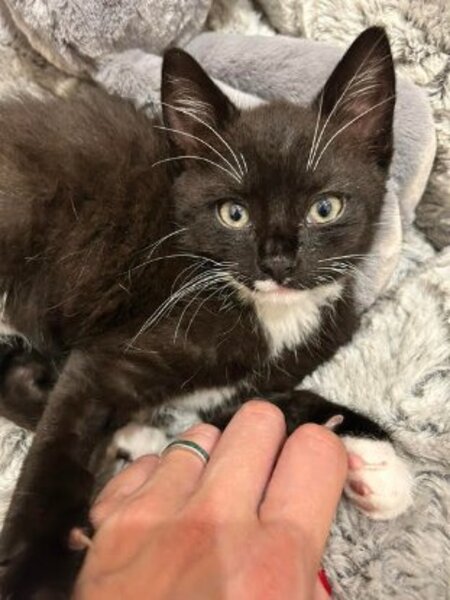 Adopter Orion