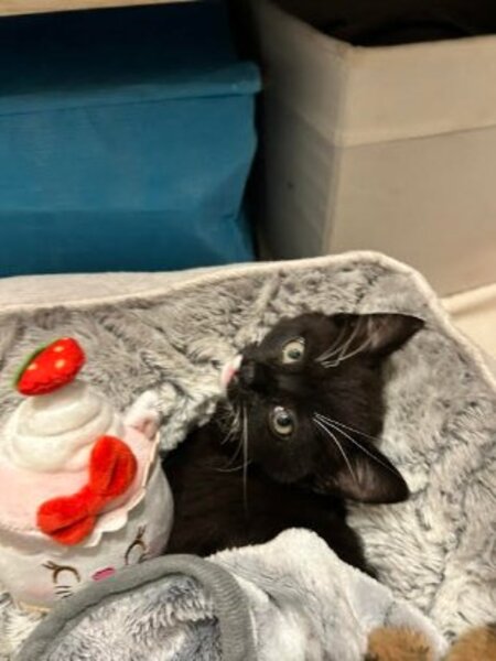 Adopter Orion