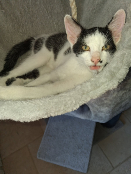 Adopter Orso